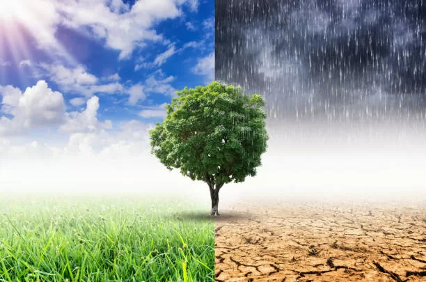 Landscape of Trees With the changing environment, Concept of climate change.