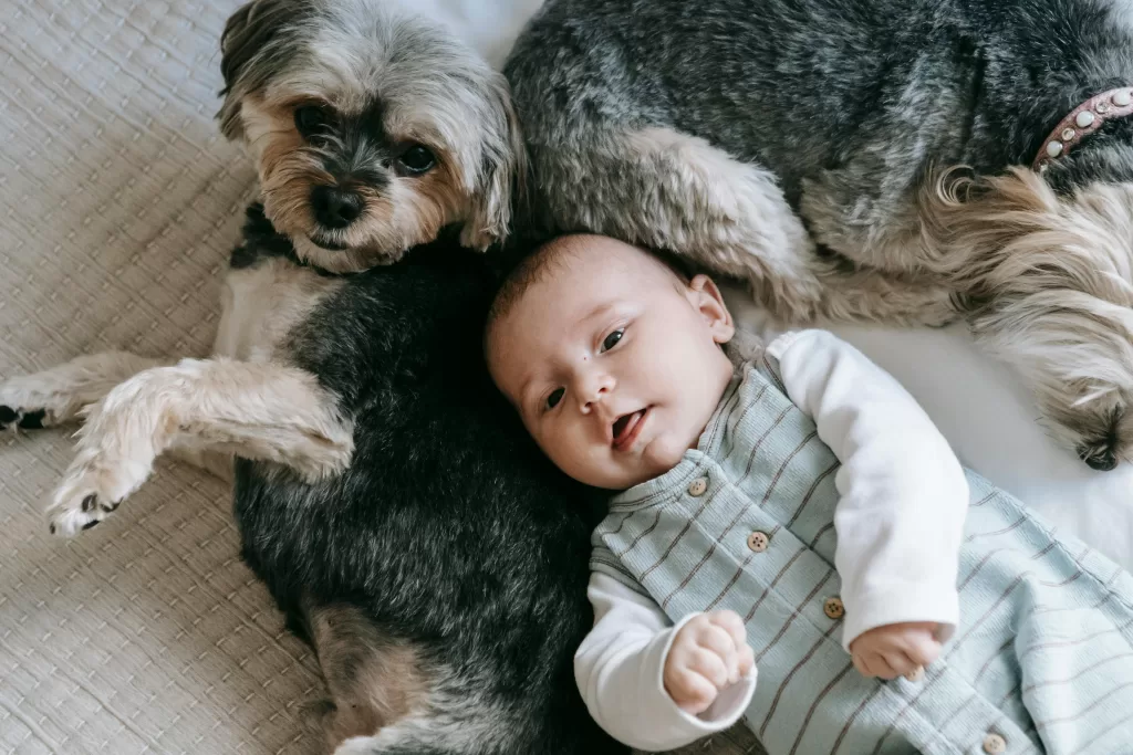 Baby with 2 pet dogs